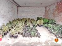 У жителя Гомельского района изъяли 870 кустов конопли  У жителя Гомельского района изъяли 870 кустов конопли