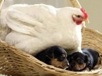 Курица «усыновила» щенков