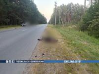 Лось на трассе в гомельском районе: ночной удар стал роковым для байкера