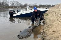 Минчанин поймал на Припяти сома размером с лодку