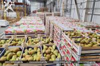 Незаконная попытка вывезти тонны груш и корма