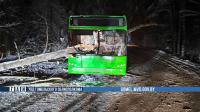 В Гомельском районе на автобус упало дерево