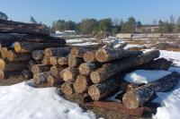 В Гомельской области выявлены факты порчи заготовленной древесины