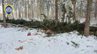 В Костюковичском районе дерево насмерть задавило вальщика леса
