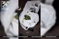 Зелёный «улов» на границе: Жлобинский рецидивист попался с травой